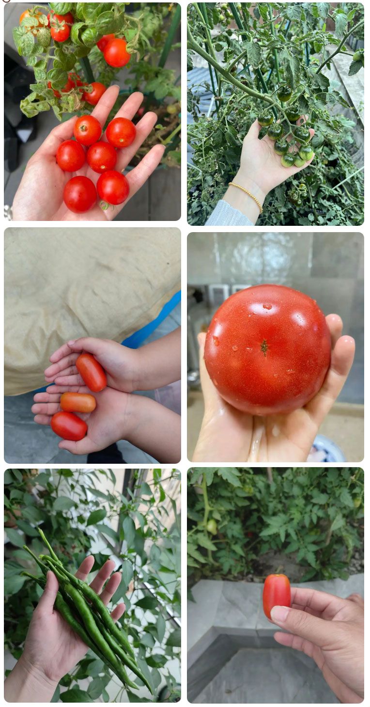 朝陽農(nóng)藝師系列活動 | “零”農(nóng)殘瓜果自己種，豐收喜報！